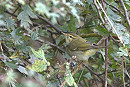 Arctic Warbler - Garry Taylor.