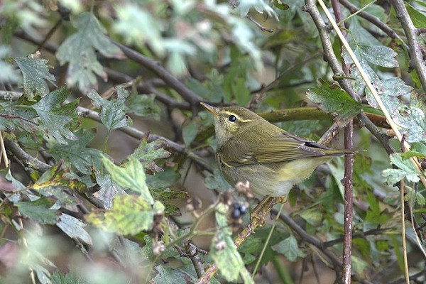 Arctic Warbler - Garry Taylor.