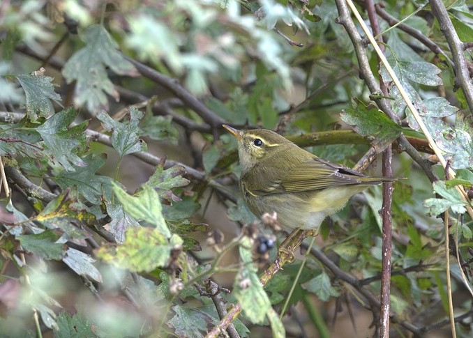 Arctic Warbler - Garry Taylor.