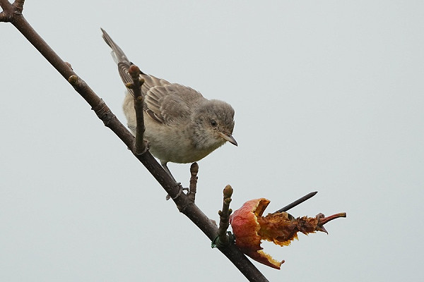 Bird sightings Thursday, 06 November 2025