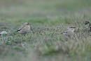 Isabelline Wheatears - Garry Taylor. Surely a first in the UK with 2 together.