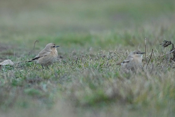 Bird sightings Tuesday, 20 October 2026