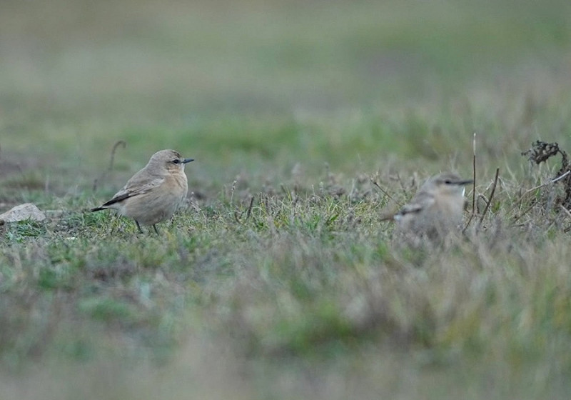 Isabelline Wheatears - Garry Taylor. Surely a first in the UK with 2 together.