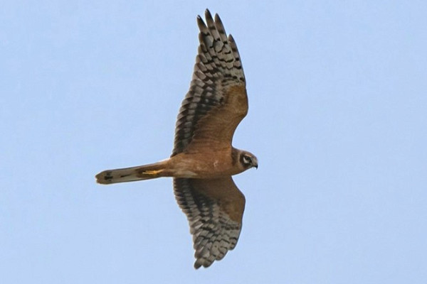 Pallid Harrier - Garry Taylor.