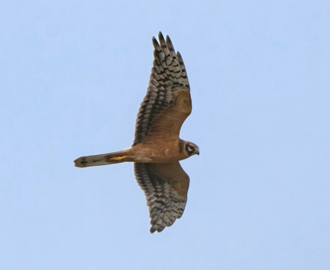 Pallid Harrier - Garry Taylor.