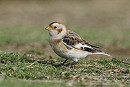 Snow Bunting - Garry Taylor.