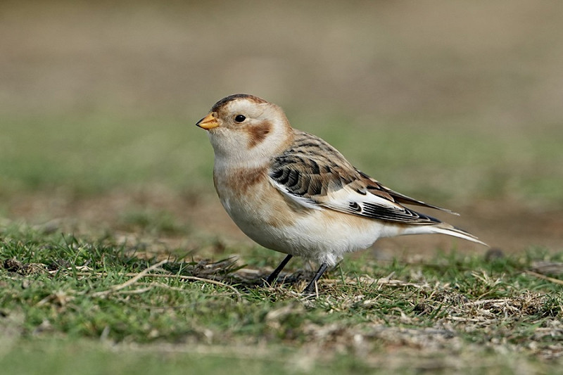 Snow Bunting - Garry Taylor.