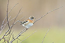 Brambling- Gary Vause.