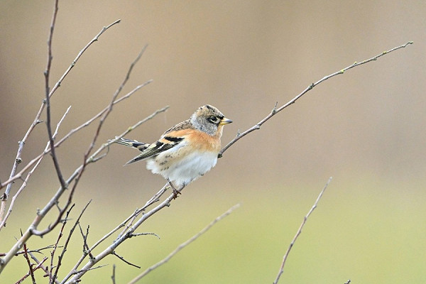 Bird sightings Tuesday, 14 October 2025