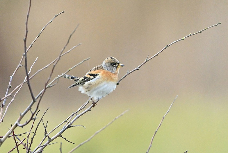 Brambling- Gary Vause.