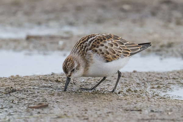 Little Stint - Gary Vause.