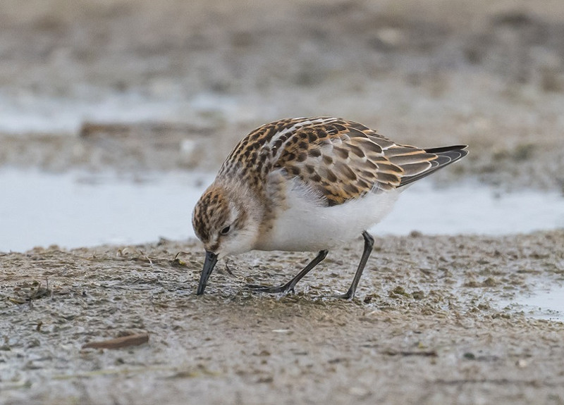 Little Stint - Gary Vause.