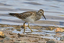 Pectoral Sandpiper - Gary Vause.