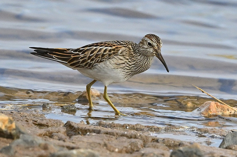 Pectoral Sandpiper - Gary Vause.