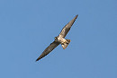 Peregrine - Gary Vause.