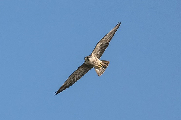 Peregrine - Gary Vause.