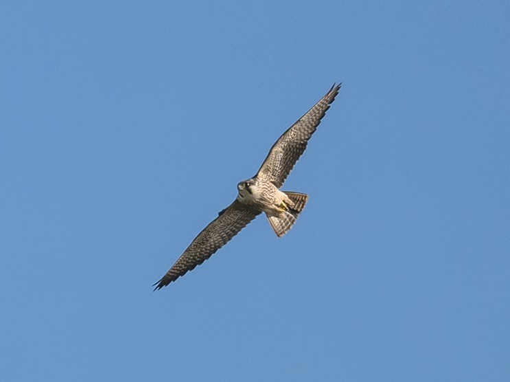 Peregrine - Gary Vause.