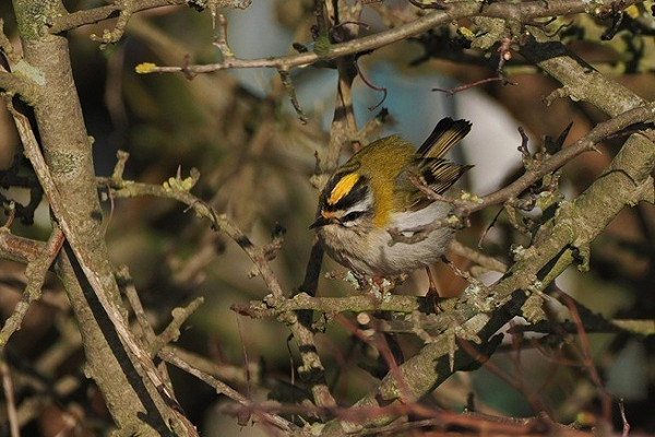 Bird sightings Friday, 03 April 2026