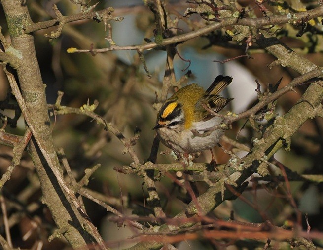 Firecrest - Harry Appleyard.