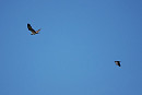 Osprey heading south - Harry Appleyard.