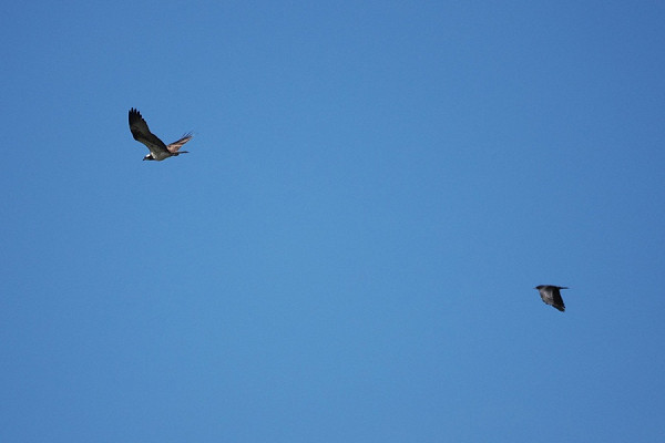 Bird sightings Tuesday, 01 September 2026