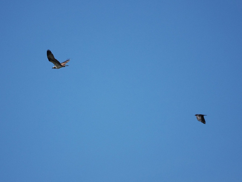 Osprey heading south - Harry Appleyard.