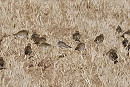American Golden Plover with Golden Plovers - Harry Appleyard.