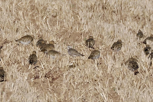 American Golden Plover with Golden Plovers - Harry Appleyard.
