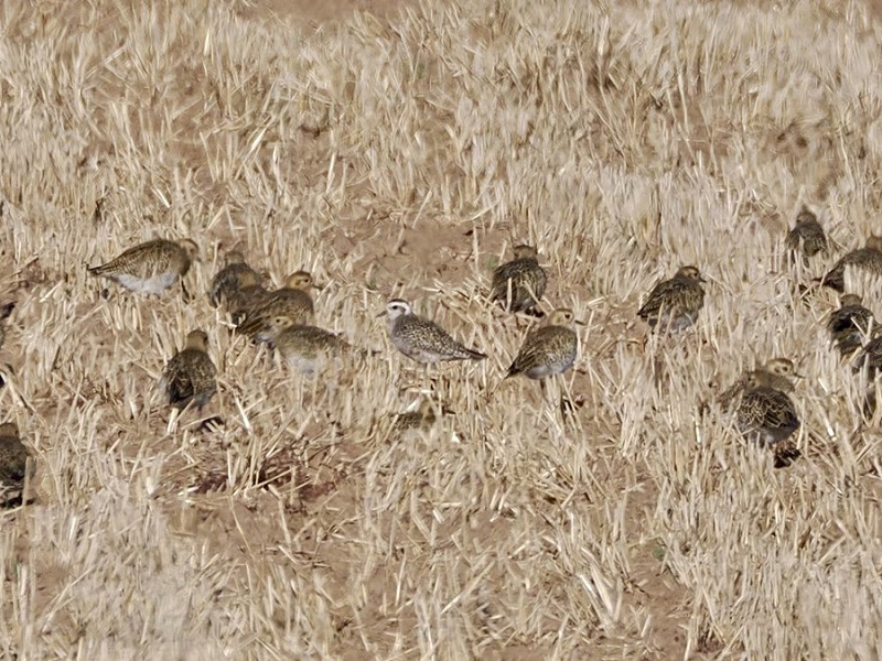 American Golden Plover with Golden Plovers - Harry Appleyard.