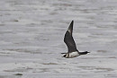 Arctic Skua - Harry Appleyard.