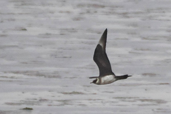 Bird sightings Friday, 22 August 2025