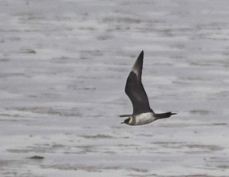 Arctic Skua - Harry Appleyard.