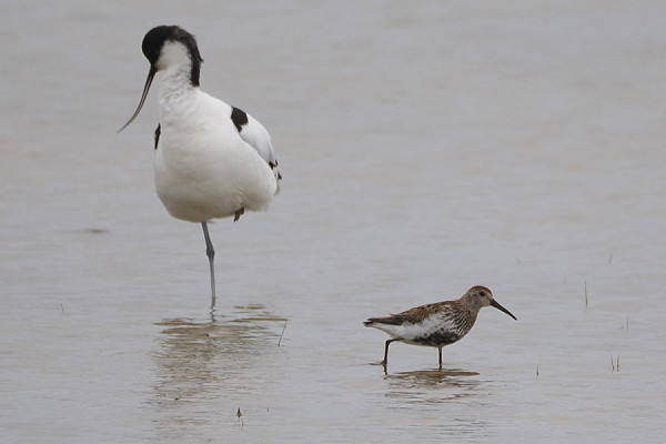 Avocet and Dunlin - Harry Appleyard.