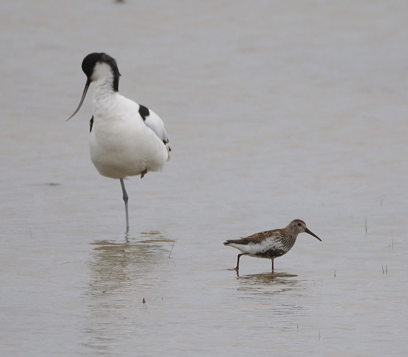 Avocet and Dunlin - Harry Appleyard.