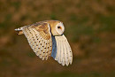 Barn Owl - Harry Appleyard.
