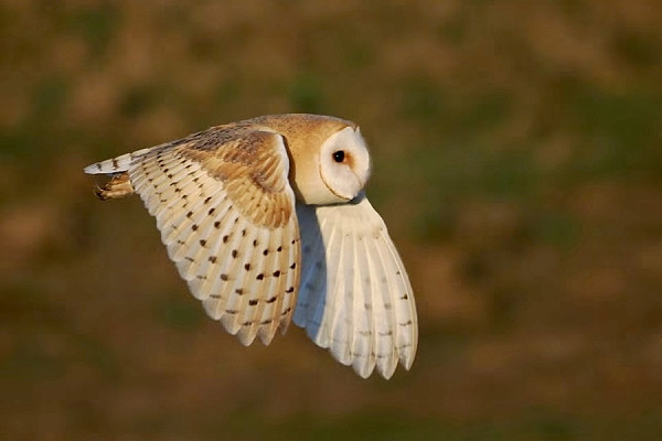 Bird sightings Wednesday, 14 October 2026