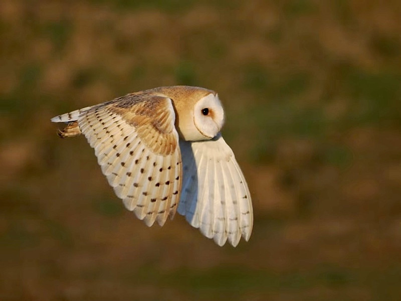 Barn Owl - Harry Appleyard.