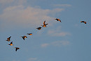 Barnacle Geese - Harry Appleyard.