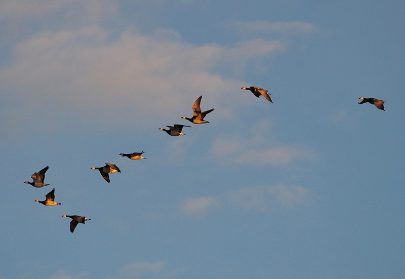 Barnacle Geese - Harry Appleyard.