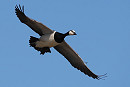 Barnacle Goose - Harry Appleyard.
