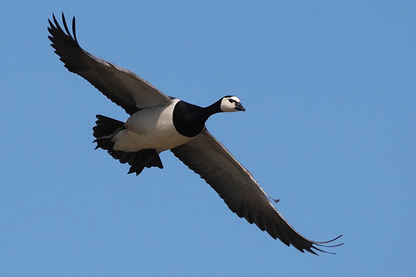 Barnacle Goose - Harry Appleyard.