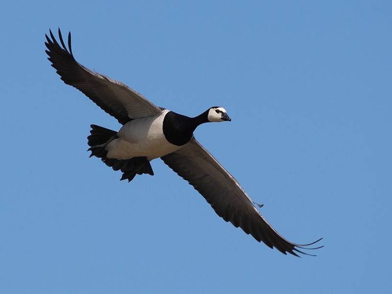 Barnacle Goose - Harry Appleyard.