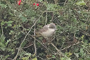 Barred Warbler - Harry Appleyard.