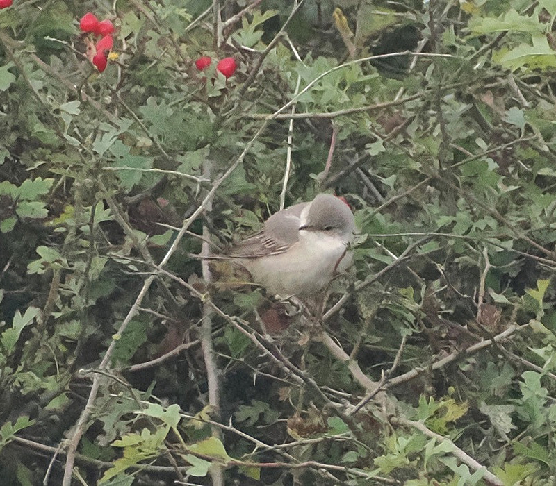 Barred Warbler - Harry Appleyard.