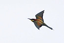 Bee-eater - Harry Appleyard.