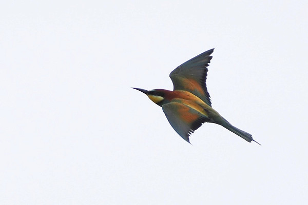 Bee-eater - Harry Appleyard.