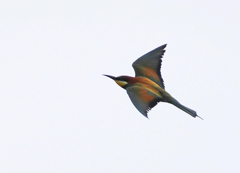 Bee-eater - Harry Appleyard.