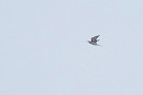 Bee-eater - Harry Appleyard.