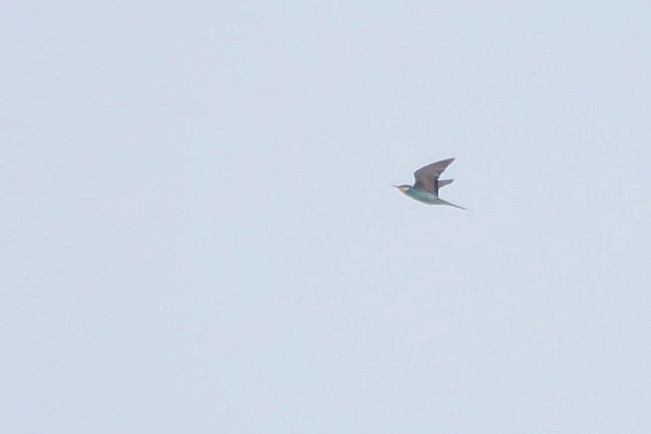 Bee-eater - Harry Appleyard.