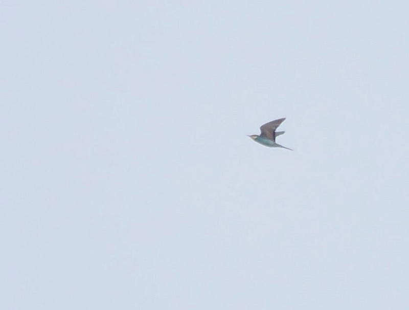 Bee-eater - Harry Appleyard.